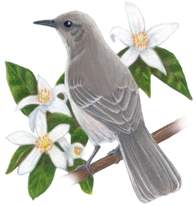 Florida State Bird and Flower Mockingbird / Mimus polyglottos Orange